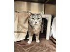 Adopt Blue Jean Baby a Gray or Blue Domestic Shorthair / Mixed Breed (Medium) /