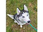 Adopt Chevelle a Black Husky / Mixed Breed (Medium) / Mixed (short coat) dog in