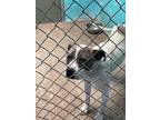 Adopt d-6538 a American Pit Bull Terrier / Mixed dog in Glen Rose, TX (41422000)