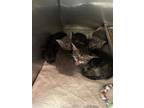 Adopt f-5369 a American Shorthair / Mixed (short coat) cat in Glen Rose