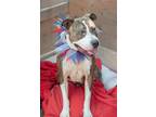 Adopt Henry a American Pit Bull Terrier / Mixed dog in Huntsville, TX (40519576)