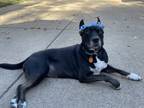 Adopt Karma a Black - with White Australian Kelpie / Mutt / Mixed dog in