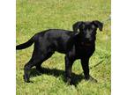 Adopt Remington a Black Labrador Retriever / German Shepherd Dog / Mixed dog in