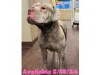 Adopt Dog Kennel #30 Luna a American Pit Bull Terrier / Mixed dog in Greenville