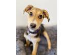 Adopt Kaylee a Brown/Chocolate Golden Retriever / Mixed Breed (Medium) / Mixed