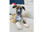 Adopt Sancho a Brown/Chocolate Golden Retriever / Mixed Breed (Medium) / Mixed