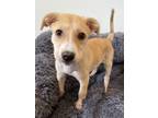 Adopt Nylla a Tan/Yellow/Fawn Golden Retriever / Mixed Breed (Medium) / Mixed
