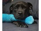 Adopt Calliope a Black Cane Corso / Mixed Breed (Medium) / Mixed (short coat)