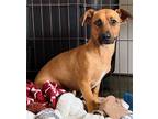 Adopt GEORGIE - happy playful 18 mo. old a Dachshund / Mixed dog in Seattle