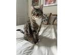 Adopt Sunny a Brown Tabby American Shorthair / Mixed (short coat) cat in