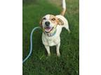 Adopt Jackie a White Jack Russell Terrier dog in Berkeley Heights, NJ (41449493)