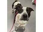 Adopt OREO a Pit Bull Terrier