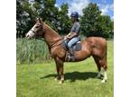 Adopt Ford a Quarterhorse