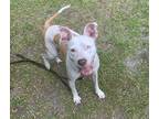 Adopt Lily a White American Pit Bull Terrier / Mixed Breed (Medium) / Mixed