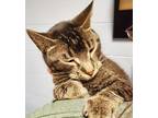 Adopt JC a Brown Tabby Domestic Shorthair / Mixed Breed (Medium) / Mixed (short