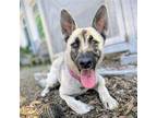Adopt Anise a Black Shepherd (Unknown Type) / Mixed dog in Oakland