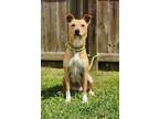 Adopt Lemon Bar - Available in Foster a Tan/Yellow/Fawn Carolina Dog / Mixed