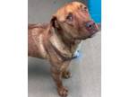 Adopt Stella a Brown/Chocolate Labrador Retriever / Mixed Breed (Medium) / Mixed