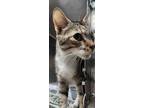Adopt Jack a Brown Tabby Domestic Shorthair / Mixed Breed (Medium) / Mixed