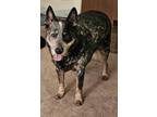 Adopt Bullet a Tricolor (Tan/Brown & Black & White) Australian Cattle Dog /