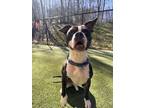 Adopt Billy a Black - with White Mixed Breed (Medium) / Mixed Breed (Medium) /