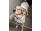 Adopt Manshee a White - with Brown or Chocolate Pointer / Mixed dog in Oxon