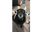 Adopt Maki a Black - with White Pomeranian / Mixed dog in Henderson