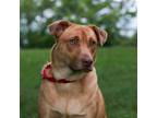 Adopt Rogan a Tan/Yellow/Fawn Shepherd (Unknown Type) / Shar Pei / Mixed dog in