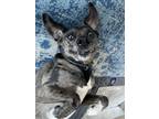Adopt Ember a Merle Catahoula Leopard Dog / Mixed dog in Brookhaven