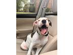 Adopt rocket a White - with Brown or Chocolate Staffordshire Bull Terrier /
