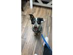 Adopt Tatum a Gray/Silver/Salt & Pepper - with Black Australian Cattle Dog /