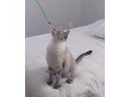 Adopt Sam a Tan or Fawn (Mostly) Siamese / Mixed (short coat) cat in Hagerstown