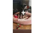 Adopt Mango a Brindle - with White Rottweiler / Mixed dog in Stillwater