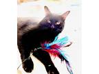 Adopt Frank Black a All Black Bombay / Mixed (short coat) cat in Brooklyn