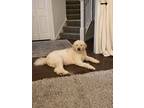 Adopt Molly a White Goldendoodle / Mixed dog in Champlin, MN (41458827)