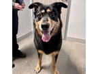 Adopt MAVERICK a Black Rottweiler / Shepherd (Unknown Type) / Mixed (medium