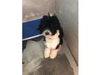 Adopt Bernie a Black Poodle (Standard) / Bernese Mountain Dog / Mixed (short