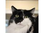 Adopt Derbie a All Black Domestic Longhair / Mixed Breed (Medium) / Mixed (short