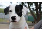 Adopt Grits a White - with Black Beagle / Mixed dog in Baton Rouge