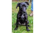 Adopt Savannah a Black - with Gray or Silver Labrador Retriever / Pointer /