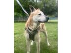 Adopt Solomon a Akita / Mixed Breed (Medium) / Mixed dog in Hampton