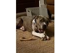 Adopt Twig a American Staffordshire Terrier