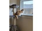 Adopt Mac a Orange or Red Tabby American Shorthair / Mixed (short coat) cat in