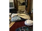 Adopt Pinky Possum a Gray, Blue or Silver Tabby American Shorthair / Mixed