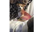 Adopt Barbie a Red/Golden/Orange/Chestnut Chiweenie / Mixed dog in Millbrook
