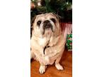 Adopt Piggy a Tan/Yellow/Fawn - with Black Pug / Mixed dog in Bemidji