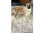 Adopt Rosie a Tan/Yellow/Fawn - with Black Anatolian Shepherd / Mixed dog in