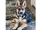 Adopt Sage a Black - with Brown, Red, Golden, Orange or Chestnut German Shepherd