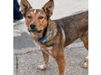 Adopt Mateo a Tricolor (Tan/Brown & Black & White) Australian Cattle Dog / Mixed