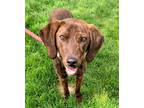 Adopt Charlie a Brindle Plott Hound / Mixed dog in Emmett, ID (41229968)